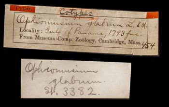 Media type: image;   Invertebrate Zoology OPH-454 Aspect: labels